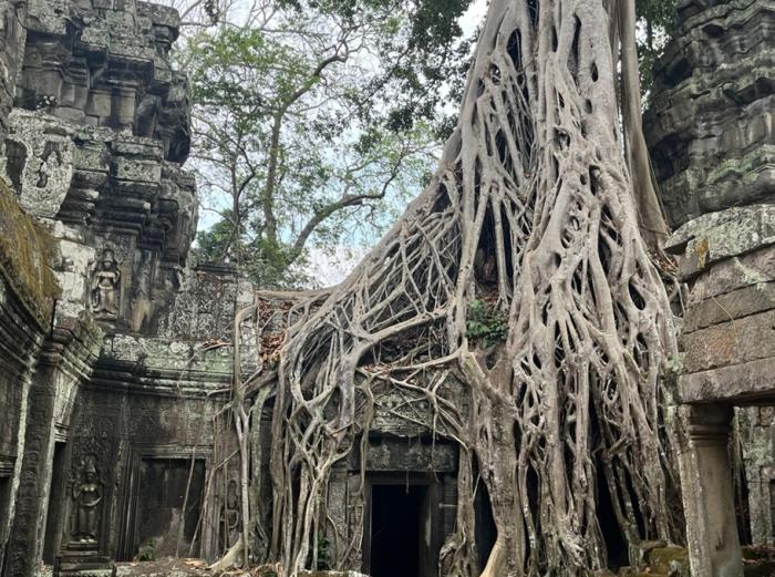거대한 스펑나무가 타 프롬의 건축물을 둘러싸고 있다 사진조성진 기자
